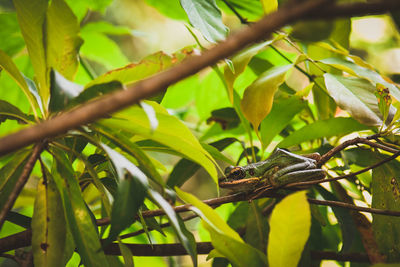 Close-up of insect on plant