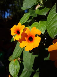 Close-up of yellow flowering plant