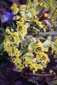 Close-up of yellow flowers blooming outdoors