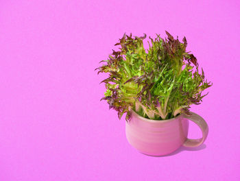 Close-up of potted plant against wall