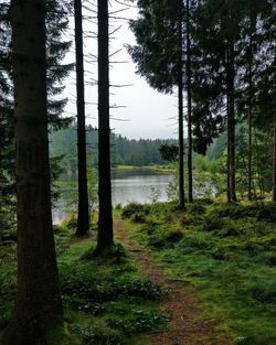 Trees by lake against sky