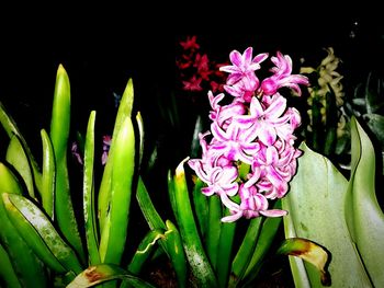 Close-up of pink flowering plant