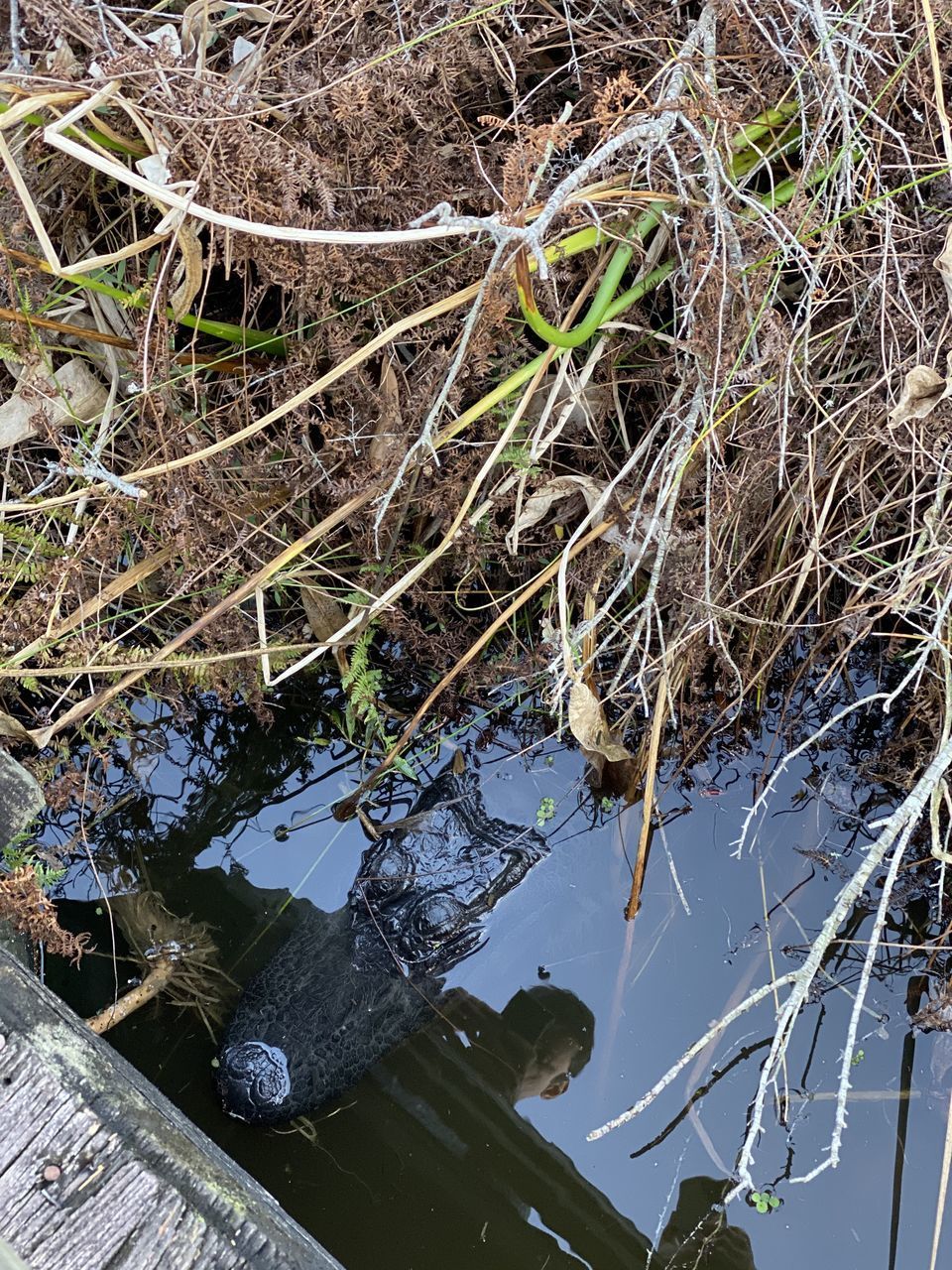 HIGH ANGLE VIEW OF PLANTS IN LAKE