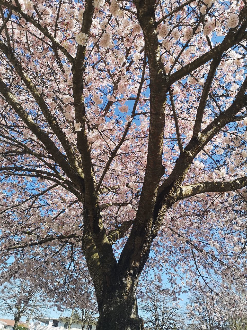 LOW ANGLE VIEW OF CHERRY BLOSSOM TREE