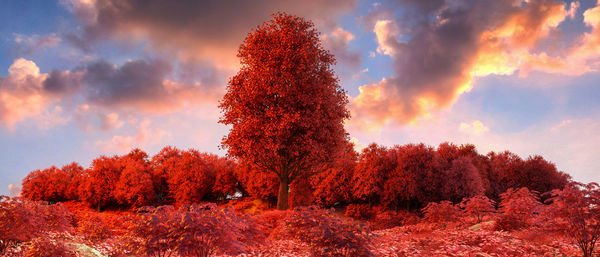 Trees in forest against sky during autumn