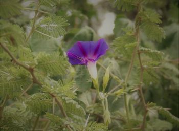 Close-up of purple flowers blooming outdoors