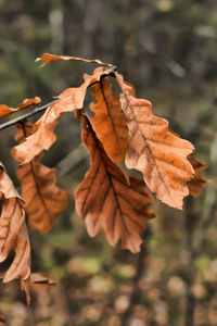 Close-up of dry leaves during autumn