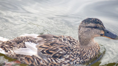 Close-up of a duck swimming in lake