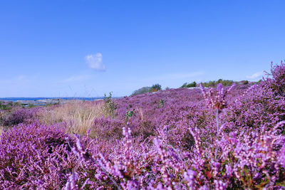 Purple flowers growing in field against blue sky