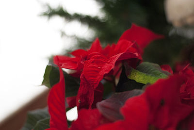 Close-up of red flowering plant