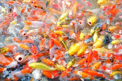 Fish swimming in sea