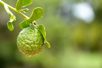 Close-up of fruit on plant