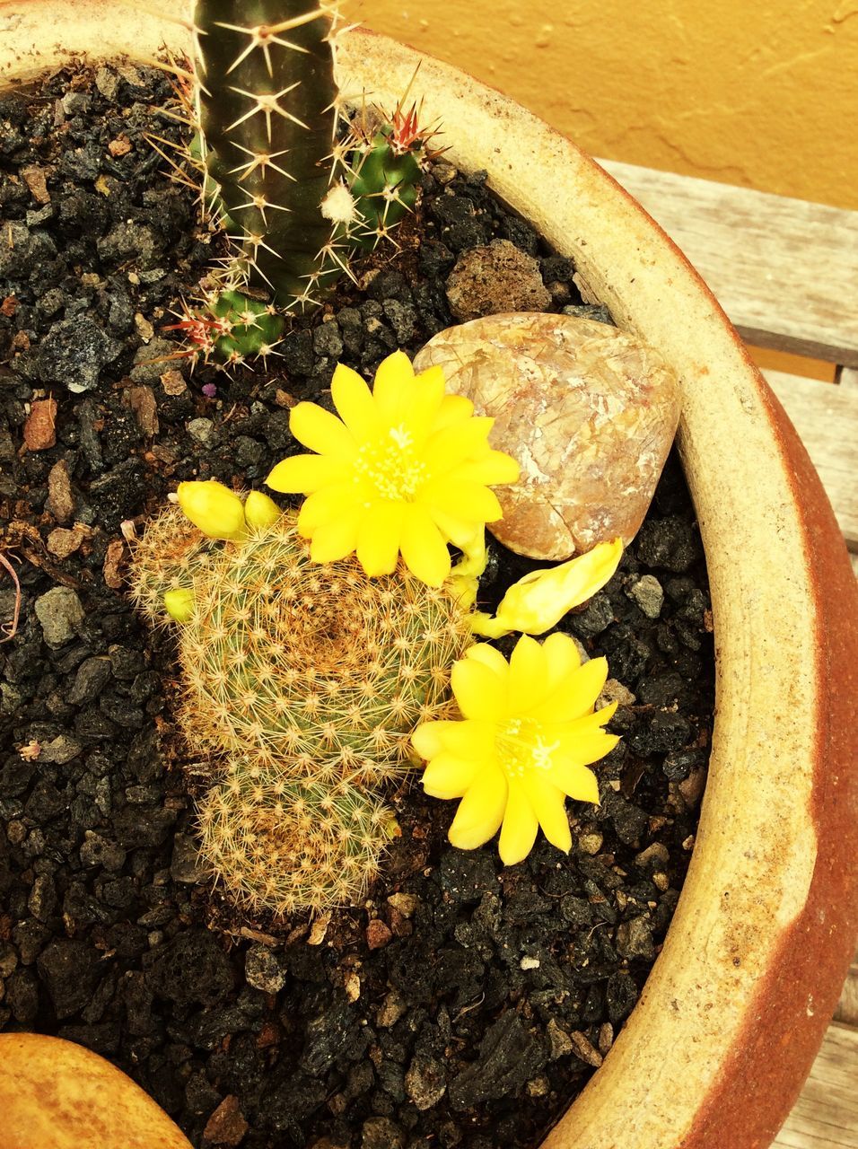 flower, yellow, petal, high angle view, fragility, growth, plant, flower head, freshness, nature, leaf, beauty in nature, close-up, day, no people, blooming, in bloom, outdoors, ground, wood - material