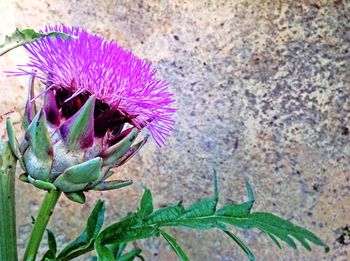 Close-up of purple flowers