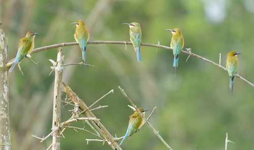 Close-up of bird perching on branch