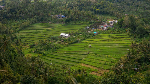 High angle view of agricultural field