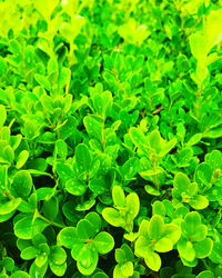 Full frame shot of plants growing on field