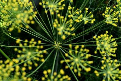 High angle view of plant against white background
