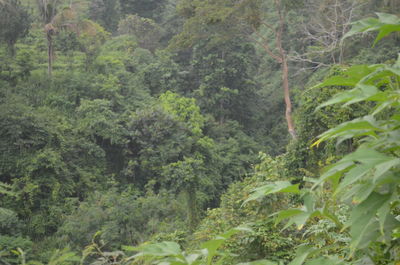 Scenic view of forest