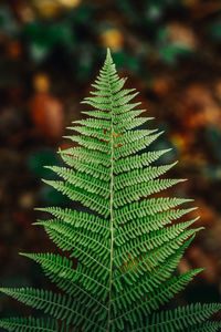 Close-up of fern