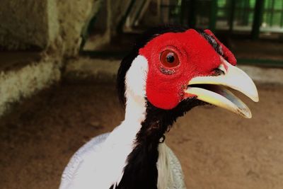 Close-up of bird