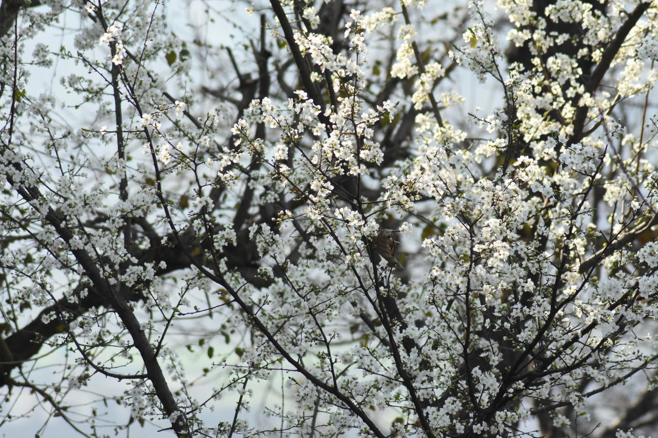 LOW ANGLE VIEW OF FLOWERING TREE