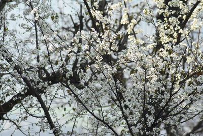 Low angle view of cherry blossom tree