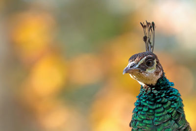 Close-up of peacock