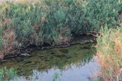 High angle view of lake amidst trees in forest