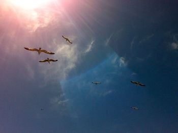 Low angle view of airplane flying in sky
