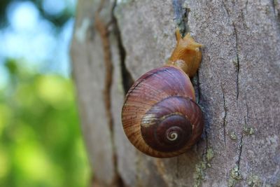 Close-up of snail on tree trunk