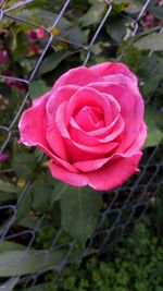 Close-up of rose blooming outdoors