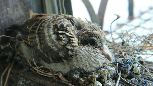 Bird on its nest