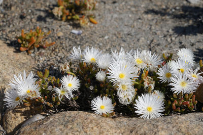 Close-up of white daisy flowers