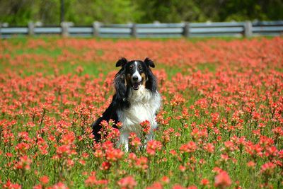 Shetland sheepdog in pink flowers field