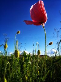 Close-up of poppy on field against blue sky