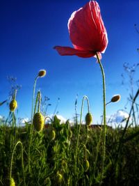 Close-up of poppy on field against blue sky