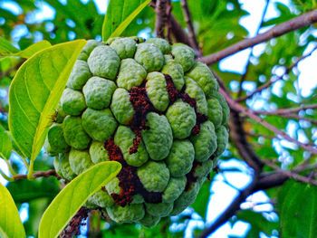 Low angle view of srikaya fruit growing on tree