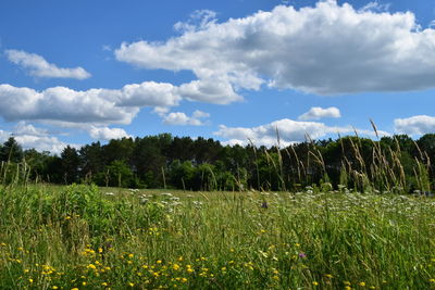 Scenic view of field against sky