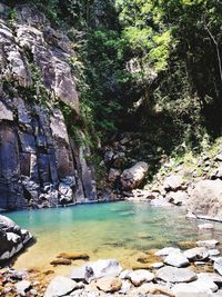 Scenic view of river in forest