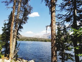 Trees by lake in forest against sky