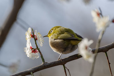 Close-up of bird perching on branch