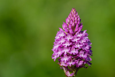 Close up of a pyramid orchid in bloom