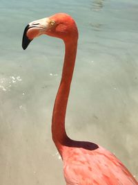 Swan in a lake