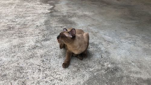 High angle view of a cat looking away