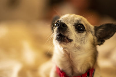 Close-up of a dog looking away