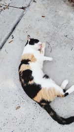 High angle view of cat sleeping