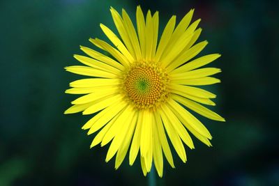 Close-up of sunflower