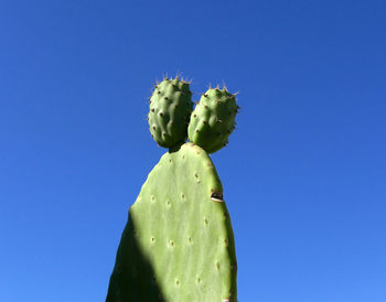 A beautiful sunlit cactus contorted the blue sky