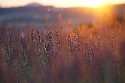 Plants growing on field at sunset